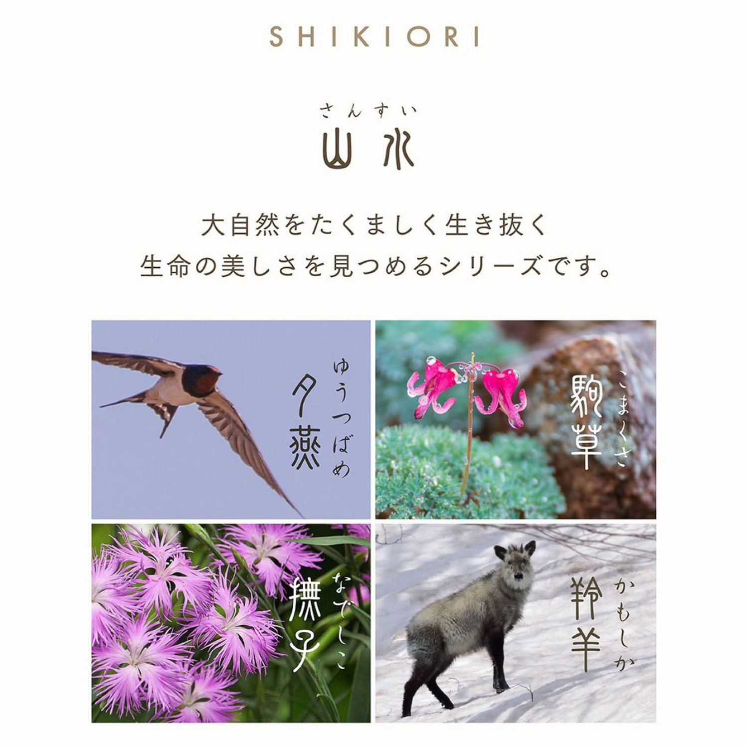 顼ǯɮ SHIKIORI ͵  ǯɮ  11-205̵ۡ4