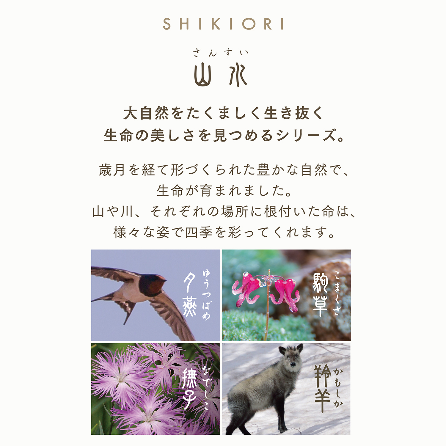 顼ǯɮ SHIKIORI ͵  ǯɮѥȥå 13-0350ڥ᡼Բġۡ4