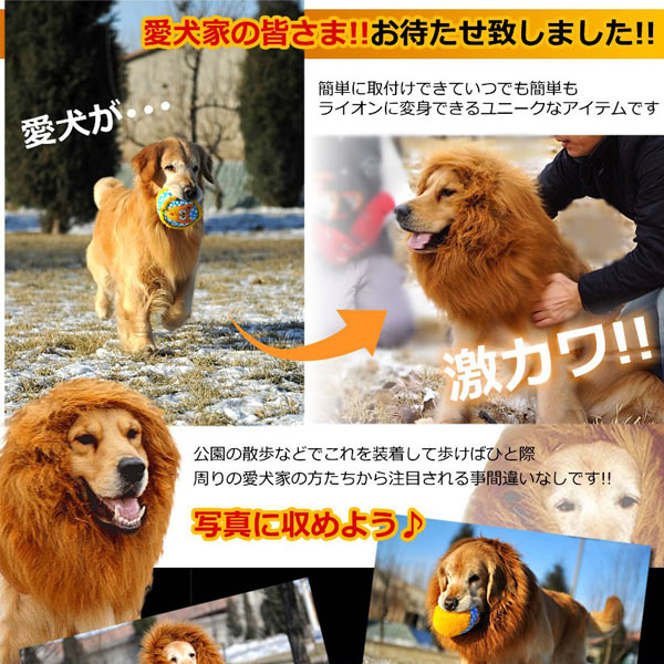 【大処分セール】犬用 ライオン変身グッズ ネックウォーマー (sb) 　